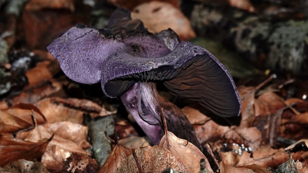 Marian Buurman - Violette gordijnzwam  - herfst;paddenstoel;paars;bruin;herfst;schimmel;zeldzaam
